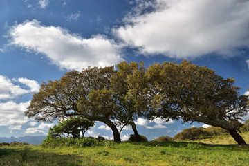 Korkeichenwälder in Sardinien 