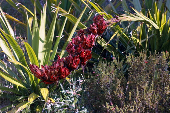 Giant Spear Lily, Doryanthes Palmeri