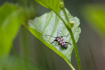 Black yellow beetle