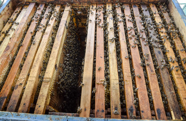 Open bee hive. Plank with honeycomb in the hive. The bees crawl along the hive. Honey bee.