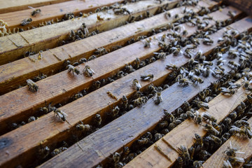 Open bee hive. Plank with honeycomb in the hive. The bees crawl along the hive. Honey bee.