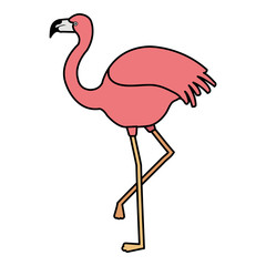 exotic flamingo tropical bird vector illustration design
