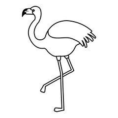 exotic flamingo tropical bird vector illustration design