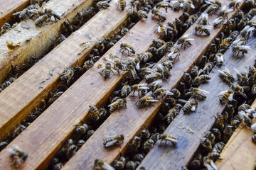 Open bee hive. Plank with honeycomb in the hive. The bees crawl along the hive. Honey bee.