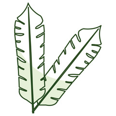 tropical leafs decorative icon vector illustration design