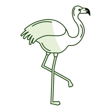 exotic flamingo tropical bird vector illustration design