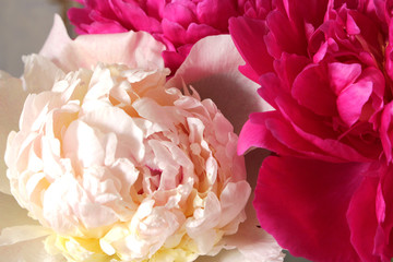 pink peony flower