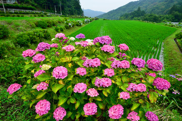 枝川内のアジサイ