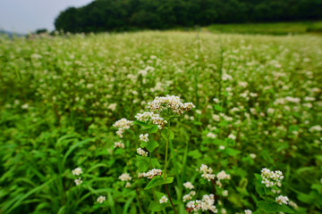 枝川内のアジサイ