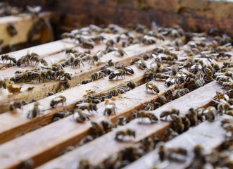 Open bee hive. Plank with honeycomb in the hive. The bees crawl along the hive. Honey bee.