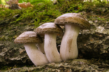 食用の野生キノコ ブナシメジ