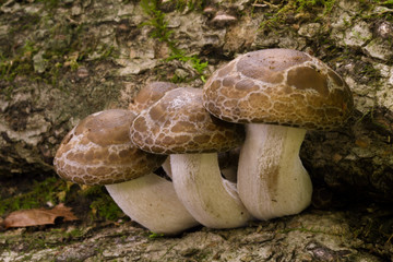食用の野生キノコ ブナシメジ