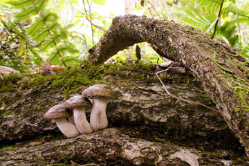 食用の野生キノコ ブナシメジ