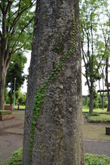 木の幹を登る、つる性植物