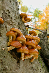 食用の野生キノコ ナメコ