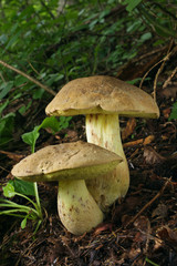 有毒の野生キノコ ドクヤマドリ