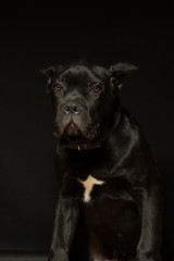 Fototapeta premium Puppy age 3 months of Cane Corso of black color, on a black background