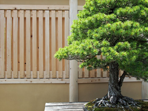 松盆栽 / A pine tree bonsai