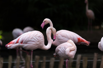 Pink flamingos on the lake water with fences and blurry dark background