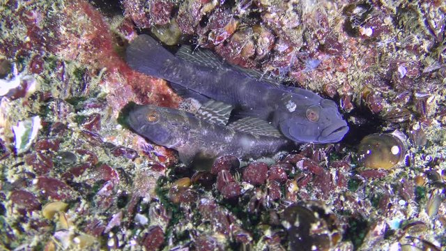 Reproduction Black goby (Gobius niger): a pair of fish in a nest with caviar.
