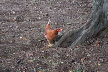 平飼いのニワトリ、養鶏場