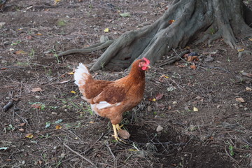 平飼いのニワトリ、養鶏場