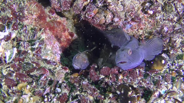 Reproduction Black goby (Gobius niger): the third fish comes in a nest with caviar, they are all males.
