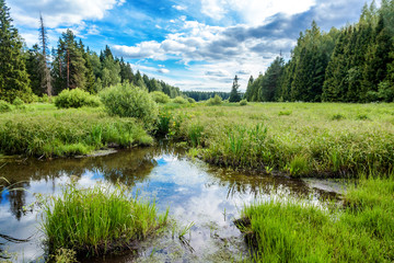 Fototapeta na wymiar Beautiful summer landscape, forest, field, blue sky, swamp.
