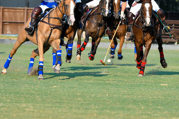 Polo horses player