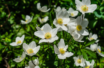 White anemone blossoming on spring