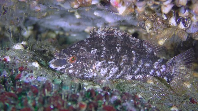 Grey wrasse (Symphodus cinereus) hides in the gap between the stones, medium shot.
