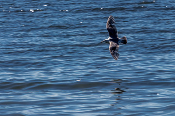 Seagull dive
