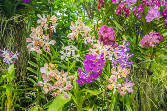 Various kinds of orchid flowers