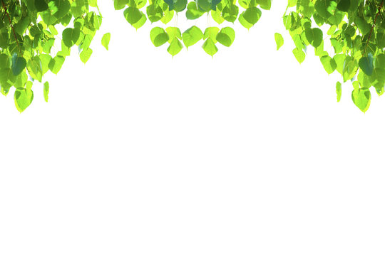 Green leaves isolated with copyspace. Bonhi leaves.