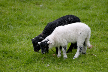 Obraz premium Black and white lambs, Coniston, English Lake District