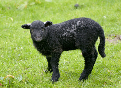 3 Lamb near Coniston, English Lake District