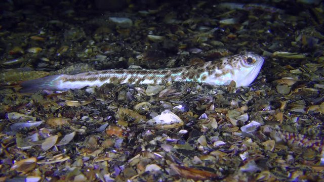 Half-buried in shell bottom fish Greater weever (Trachinus draco), medium shot.
