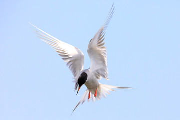 Tern frantically hunting