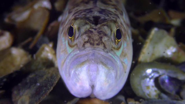 Toxic fish Greater weever (Trachinus draco), portrait, front view.
