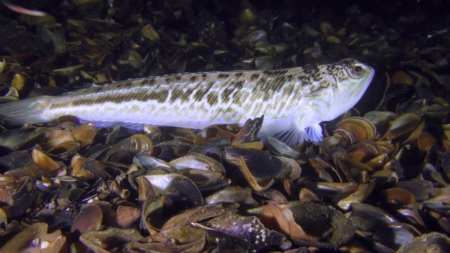 Dangerous fish Greater weever (Trachinus draco) lies on the shell rock, medium shot.
