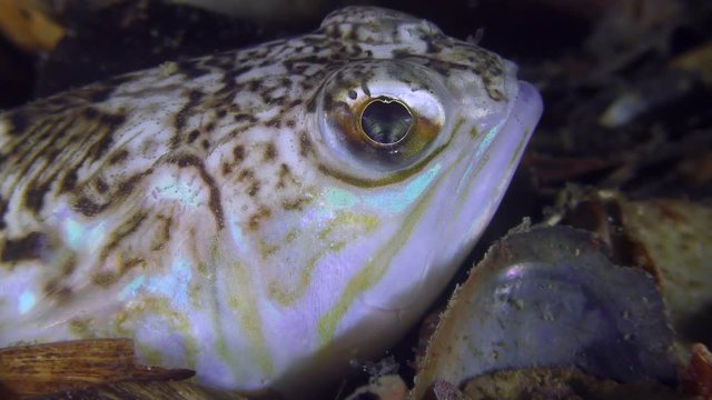 Toxic fish Greater weever (Trachinus draco), portrait, side view.
