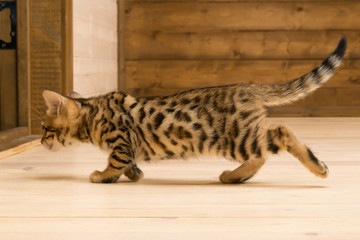 Naklejka premium Kitten similar to a tiger goes on a wooden floor