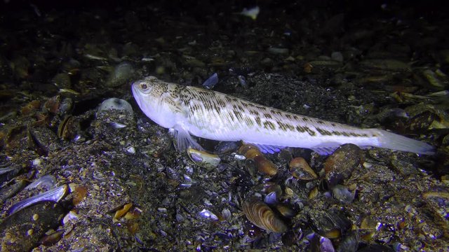 Dangerous fish Greater weever (Trachinus draco) lies on the shell rock, then leaves the frame, medium shot.
