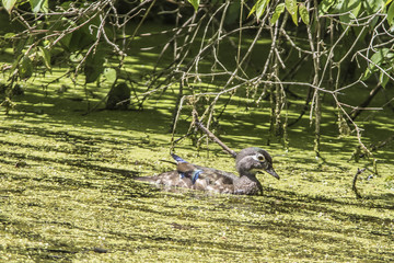 Wood Duck