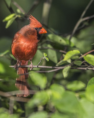 Cardinal