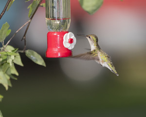 Hummingbird   