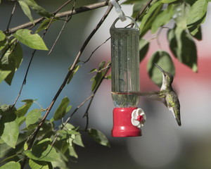 Humming bird flying 
