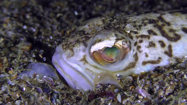 Eye of the fish Greater weever (Trachinus draco) buried in the ground, close-up.
