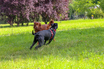 Irish setter and cane corso play in the summer city park.Two dogs.