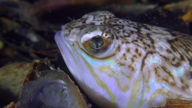 Half-buried in the shell bottom is the poisonous fish Greater weever (Trachinus draco), portrait.
